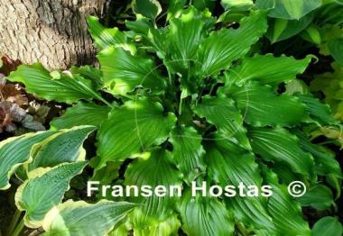 Hosta Unruly Child