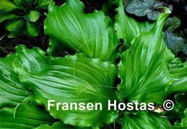 Hosta Unruly Child