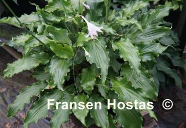 Hosta Unruly Child