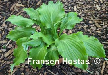 Hosta Unruly Child