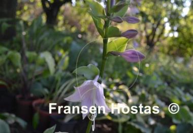 Hosta Unruly Child