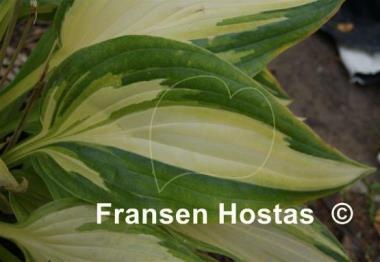 Hosta Upper Crust