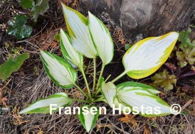 Hosta Upper Crust