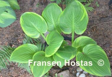 Hosta Uprising
