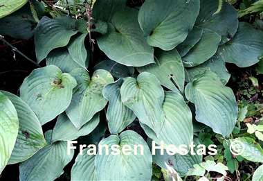 Hosta Valentine Lace