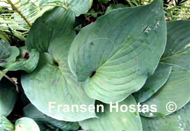 Hosta Valentine Lace