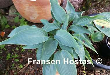 Hosta Valley's Blue Print