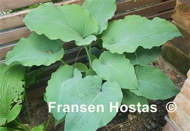 Hosta Valley's Blue Warrior
