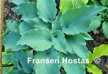 Hosta Valley's Blue Warrior