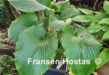 Hosta Valley's Blue Warrior