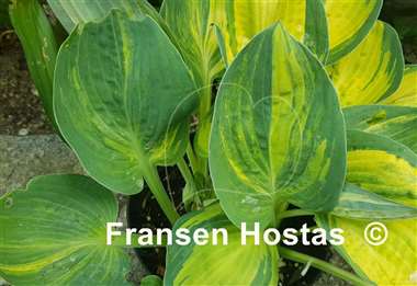 Hosta Valley's Blues Talk