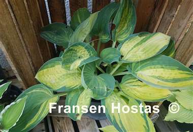 Hosta Valley's Blues Talk