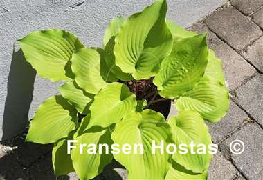 Hosta Valley's Bootey