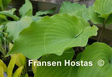 Hosta Valley's Bootey