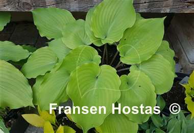 Hosta Valley's Bootey