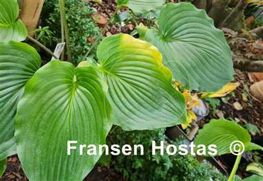 Hosta Valley's Bootey