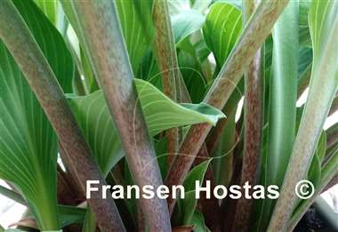 Hosta Valley's Cathedral