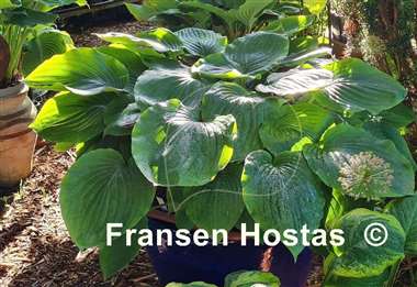 Hosta Valley's Cathedral 