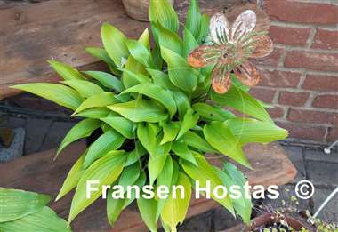 Hosta Valley's Chute-the-Chute