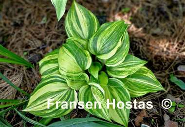Hosta Valley's Crazy Diamonds