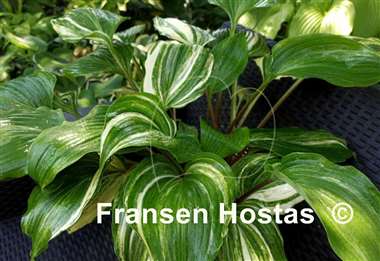 Hosta Valley's Crazy Diamonds