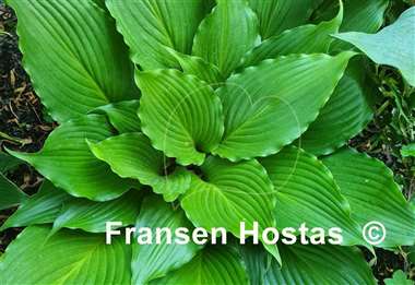 Hosta Valley's Double