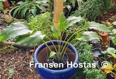 Hosta Valley's Double