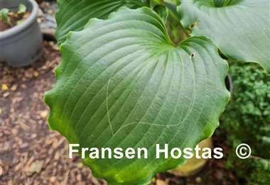 Hosta Valley's Favorite Muse