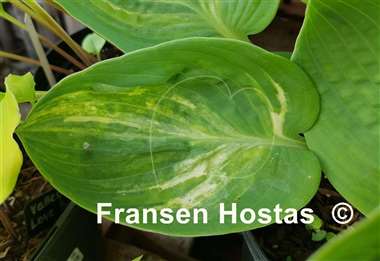 Hosta Valley's Flying Dutchman