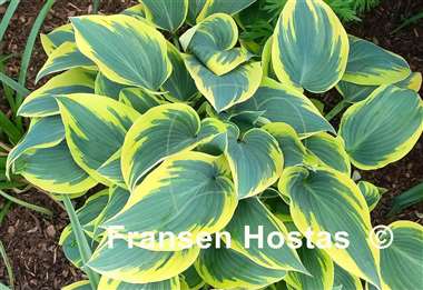 Hosta Valley's Glacier