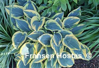 Hosta Valley's Glacier