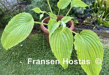 Hosta Valley's Glossy Veins
