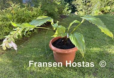 Hosta Valley's Glossy Veins