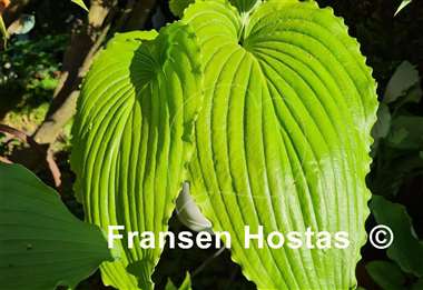 Hosta Valley's Glossy Veins