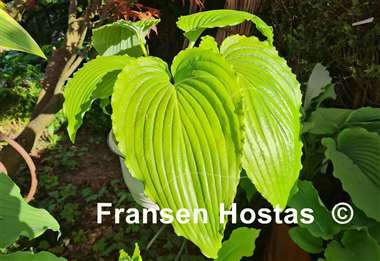 Hosta Valley's Glossy Veins