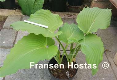 Hosta Valley's Himitsu