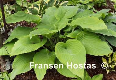 Hosta Valley's Himitsu