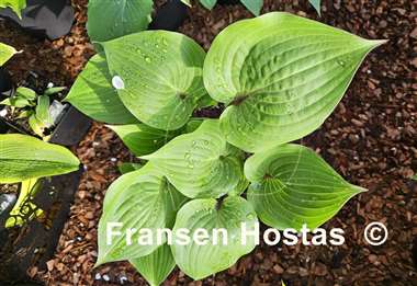 Hosta Valley's Hot Legs