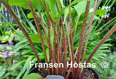 Hosta Valley's Hot Legs