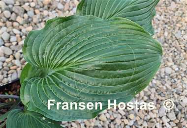 Hosta Valley's Iron Lady