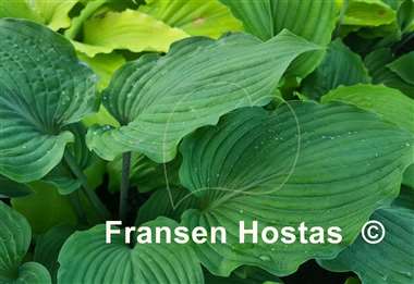 Hosta Valley's Iron Lady