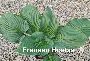 Hosta Valley's Iron Lady
