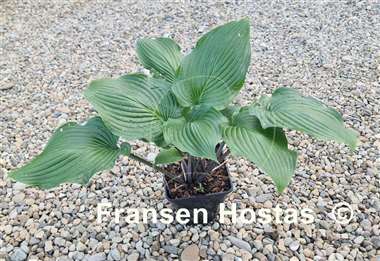 Hosta Valley's Iron Lady