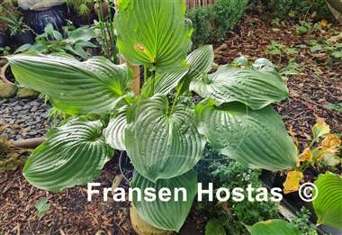 Hosta Valley's Iron Lady