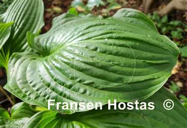 Hosta Valley's Iron Lady