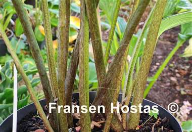 Hosta Valley's Iron Lady