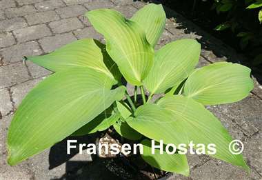 Hosta Valley's Lazy Sunday