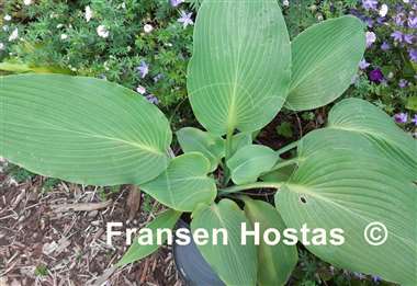 Hosta Valley's Lazy Sunday