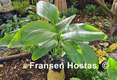 Hosta Valley's Lazy Sunday