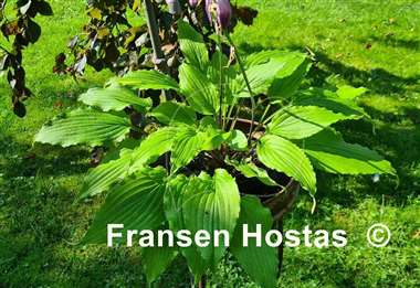 Hosta Valley's Love Birds